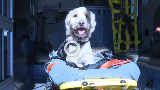 Meet Dolly: A Friend to First Responders in Knoxville, TN